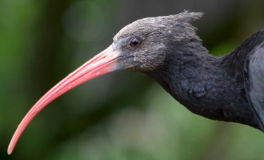 Charleston Birds: The Birds of Charleston, South Carolina