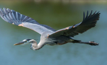 Charleston Birds: The Birds of Charleston, South Carolina