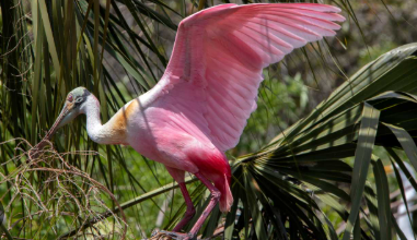 Charleston Birds: The Birds of Charleston, South Carolina