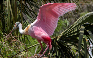 Charleston Birds: The Birds of Charleston, South Carolina