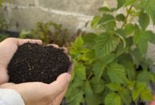 new gardening product name spelled xhasrloranit appears unusual